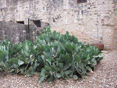 Unusual prickly pear cactus outside the Alamo